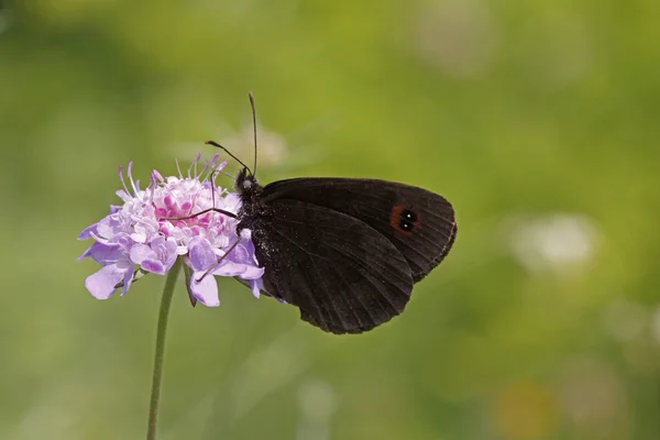 Erebia, Brown butterfly, Ringlet on Scabious bloom, Monte Baldo, Italy — Stock Photo, Image
