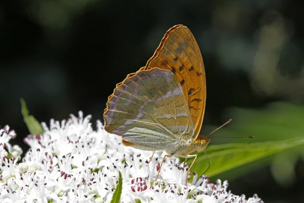 Zilver-gewassen parelmoervlinder (Argynnis paphia) op dwerg ouderling (Sambuculus) — Stockfoto
