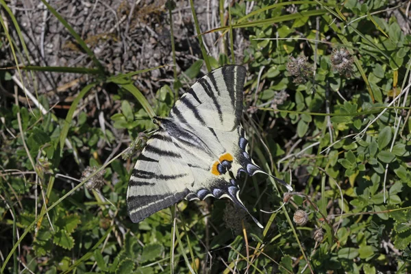 Knappa swallowtail (iphiclides podalirius) från Italien, Europa — Stockfoto