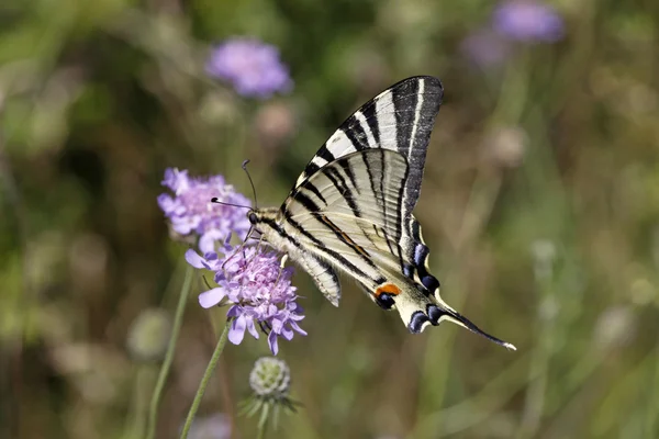 Scarce Swallowtail (Iphiclides podalirius) from Italy, Europe — Stock Photo, Image