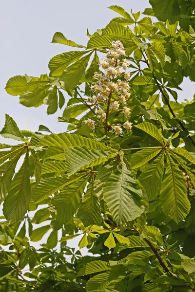 stock image Aesculus hippocastanum, Horse Chestnut in spring, Germany, Europe