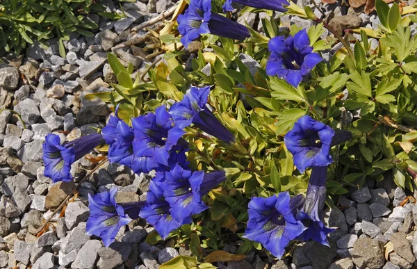 Gentiana acaulis, opadaném listí hořce, modré alpinek — Stock fotografie