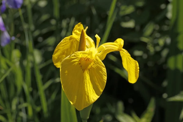 Iris pseudacorus, gele iris, gele vlag in Duitsland, Europa — Stockfoto