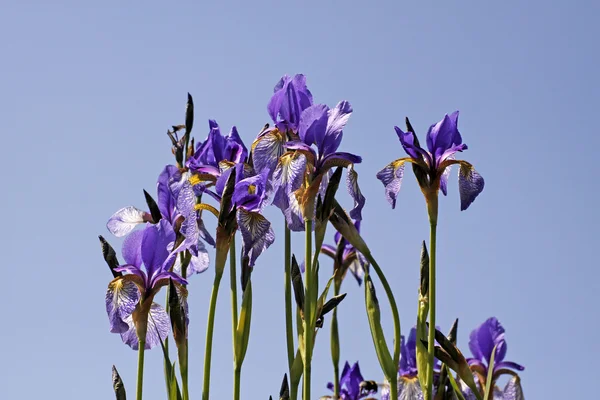 Iris sibirica, Íris Sibirian na primavera, Alemanha, Europa — Fotografia de Stock