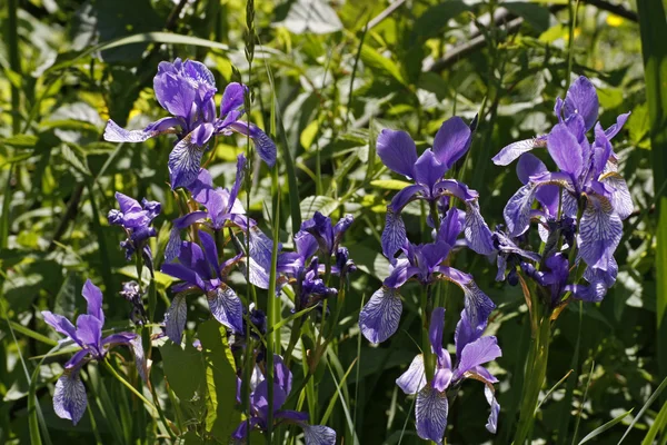 Iris sibirica, sibirian iris w wiosnę, Niemcy, Europa — Zdjęcie stockowe