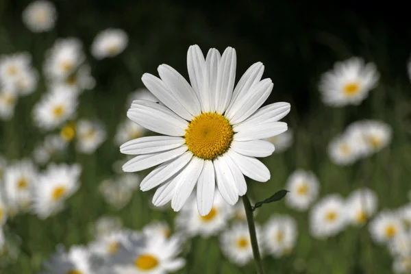 Oxeye daisy, Marguerite - Leucanthemum vulgare in may, Germany — Stock Photo, Image