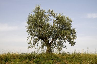 lake garda, İtalya, zeytin ağacının (olea europaea)