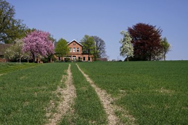 House with cherry blossom in Germany clipart