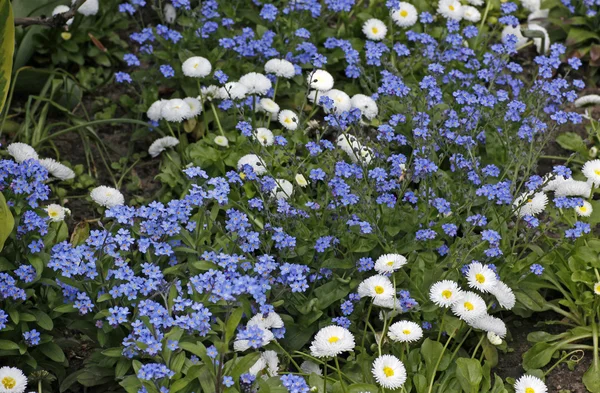 Vergissmeinnicht mit Gänseblümchen im Frühling, Deutschland — Stockfoto