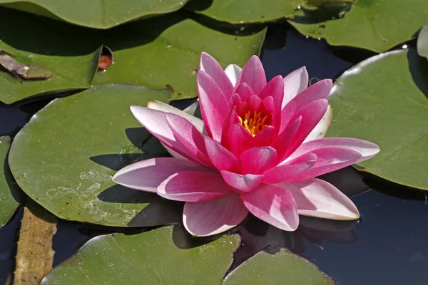 stock image Nymphaea Hybrid, Water-Lily in a pond in Germany