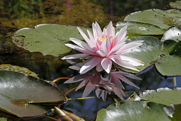 Nymphaea Hybrid, Water-Lily em uma lagoa na Alemanha — Fotografia de Stock