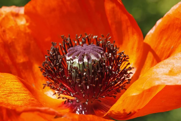 gelincik orientale, oriental poppy bahar