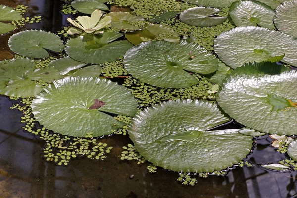 Leaves of water lilies — Stock Photo, Image
