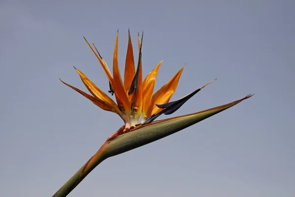 Strelitzia reginae, Crane Lily ou Pássaro do Paraíso flor — Fotografia de Stock