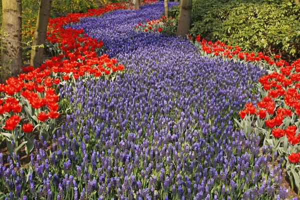 Niebieski hiacynty winogron (Muscari) i tulipany wiosną — Zdjęcie stockowe