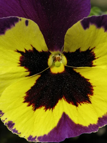 Closeup of a Garden-Pansy in spring — Stock Photo, Image