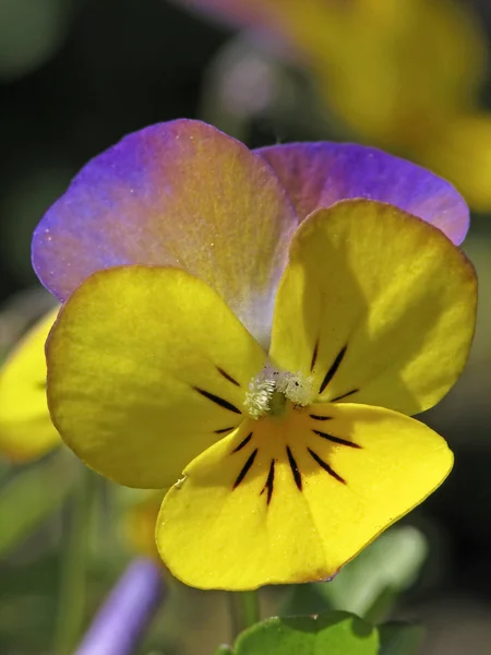 Viola-cornuta Híbrido na primavera, Pansy com chifres, Violeta com chifres — Fotografia de Stock