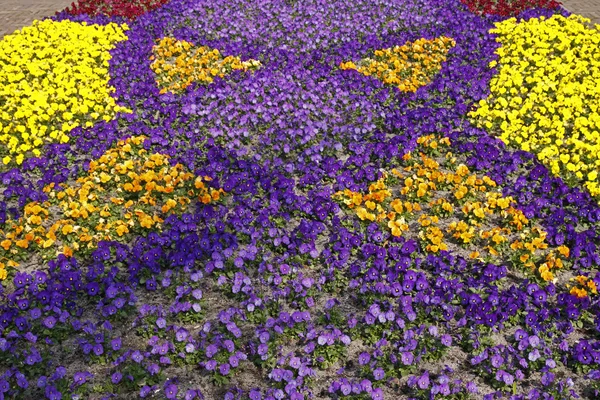 Viola cornuta hybrydowy w wiosna, rogaty pansy — Zdjęcie stockowe