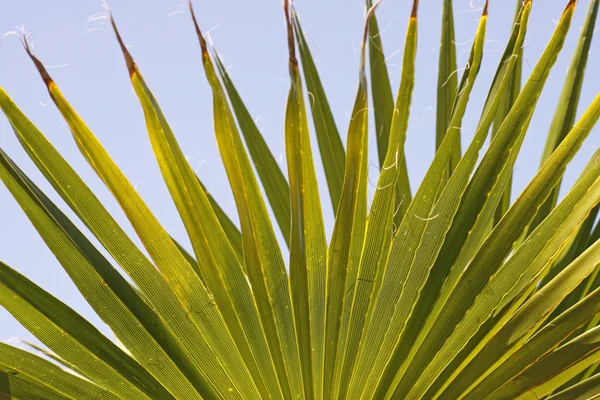 Washingtonia filifera - Wüstenfächerpalme, amerikanische Baumwollpalme — Stockfoto