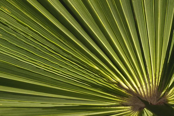 Washingtonia filifera - Desert fan Palm, American Cotton Palm — Stock Photo, Image