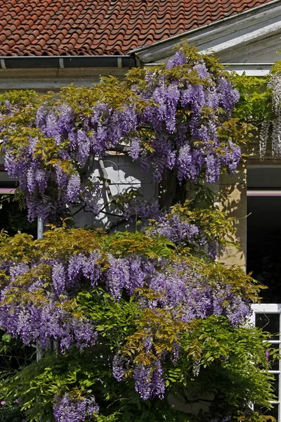 Wisteria sinensis, Chińska Wisteria — Zdjęcie stockowe