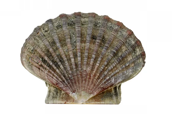 Hřebenatka shell (Pecten maximus) - král vroubkování — Stock fotografie