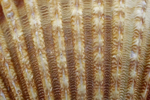 Acanthocardia tuberculata - cockle kabuk üzerinden — Stok fotoğraf