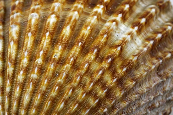 Acanthocardia tuberculata - cockle kabuk üzerinden — Stok fotoğraf