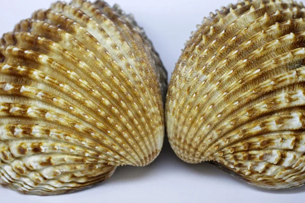 Acanthocardia tuberculata - cockle shell z Francie — Stock fotografie