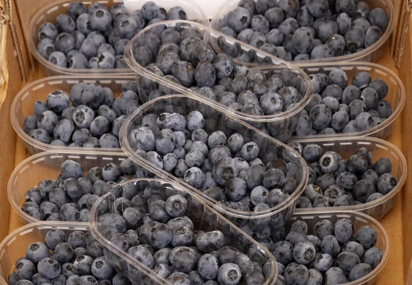 yaban mersini, bilberry (yaban mersini, bilberries)