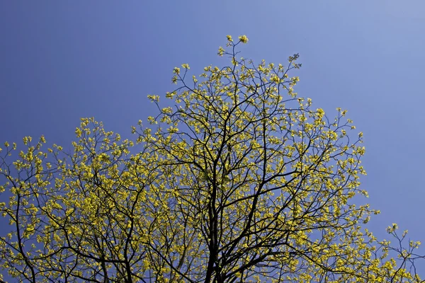 树与新鲜绿色的树叶在春天，德国 — 图库照片