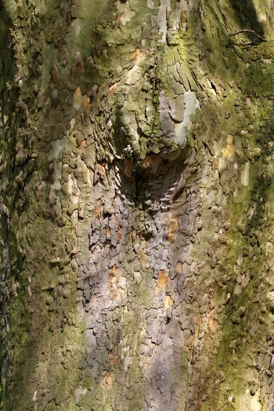 Tree bark in summer, Germany — Stock Photo, Image