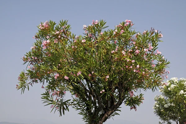 stock image Oleander tree with blossoms, Lake Garda, Italy