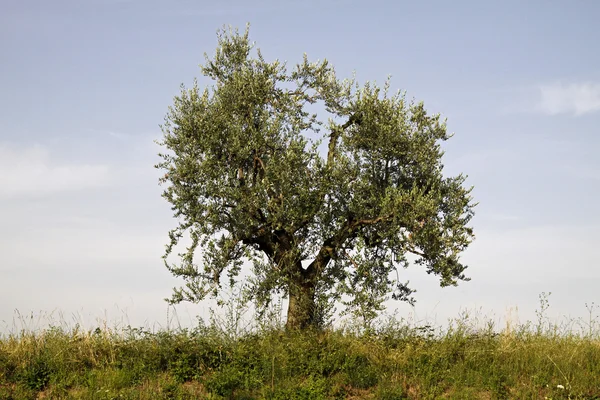 Olivträdet (olea europaea) på Gardasjön, Italien — Stockfoto