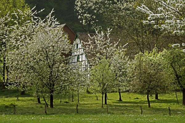 House with cherry blossom in Germany — Stock Photo, Image