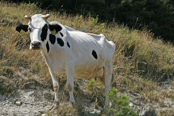 Weiß gesprenkelte Kuh, monte baldo, italien, europa — Stockfoto