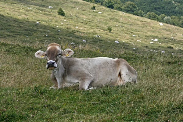 Alps cattle at the Monte Baldo, Lake Garda, Ital, Europe — Stock Photo, Image