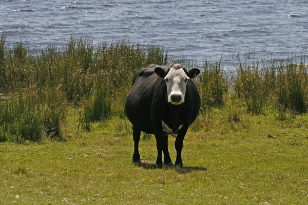 Colliford Gölü, İngiltere'de beyaz yüz siyah inek — Stok fotoğraf