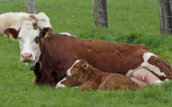 Vaca marrón con cara blanca y ternero joven en Alemania — Foto de Stock
