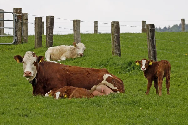 Brun ko med vitt ansikte och ung kalv i Tyskland — Stockfoto