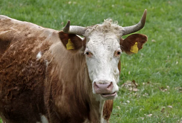 Rinder auf einer Weide in Niedersachsen, Deutschland, Europa — Stockfoto