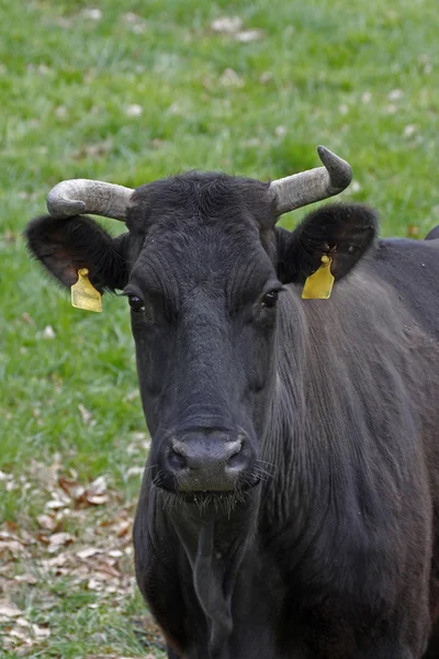 Великої рогатої худоби на пасовищі в Нижній Саксонії, Німеччина, Європа — стокове фото