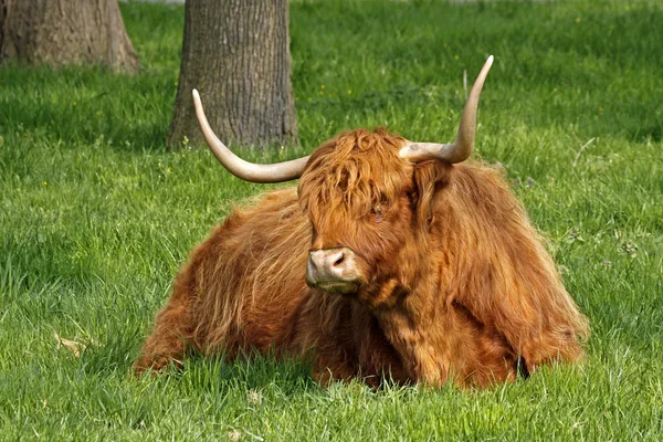 Bovini delle Highland, Kyloe Bovini da carne con corna lunghe — Foto Stock