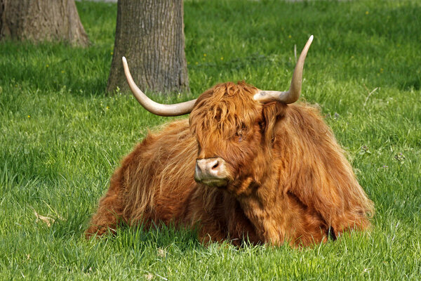 Highland Cattle, Kyloe - Beef cattle with long horns