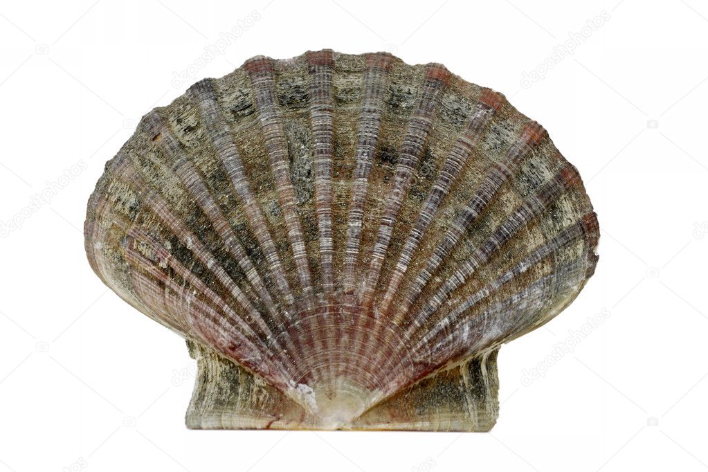 Scallop shell (Pecten maximus) - King scallop