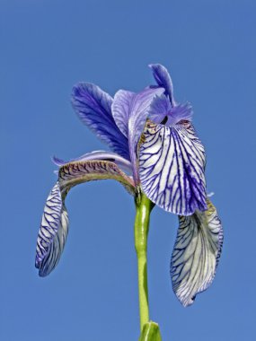 Sibirian iris (iris sibirica), almanya'da bahar çiçek