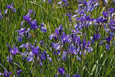 Sibirian iris (iris sibirica), almanya'da bahar çiçek