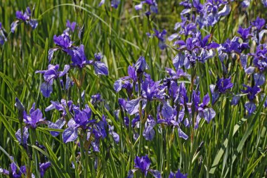Sibirian Iris (Iris sibirica), spring flower in Germany clipart