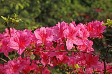 ormangülü japonicum, Japon açelya Bahar, Almanya