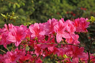 Rhododendron japonicum, Japanese azalea in spring, Germany clipart